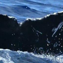 Fluke of HW-MN0443608