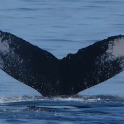 Fluke of HW-MN0443610