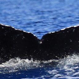 Fluke of HW-MN0443612