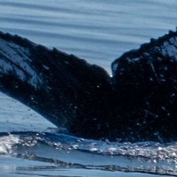 Fluke of HW-MN0443614