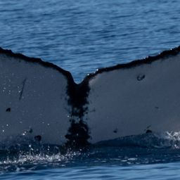 Fluke of HW-MN0443615