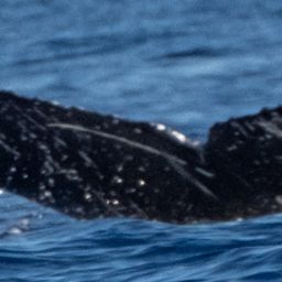 Fluke of HW-MN0443616