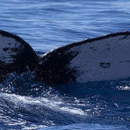 Fluke of HW-MN0443618