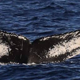 Fluke of HW-MN0443621