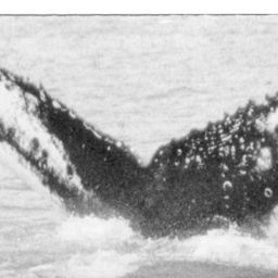 Fluke of NA-1780