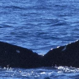 Fluke of HW-MN0443627