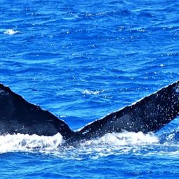 Fluke of HW-MN0443629