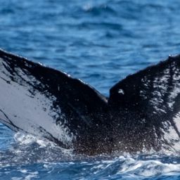 Fluke of HW-MN0443634