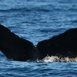 Fluke of HW-MN0443639