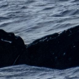 Fluke of HW-MN0443640