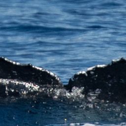 Fluke of HW-MN0443643
