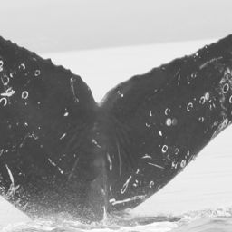 Fluke of CRC-11728