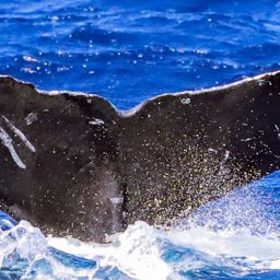 Fluke of HW-MN0443650