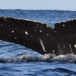 Fluke of HW-MN0443653