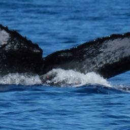 Fluke of HW-MN0443656