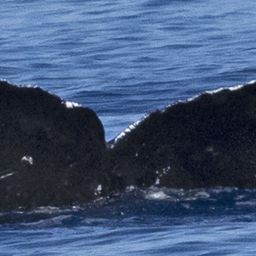 Fluke of HW-MN0443659
