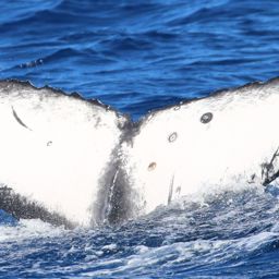 Fluke of HW-MN0443663