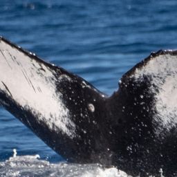 Fluke of HW-MN0443668