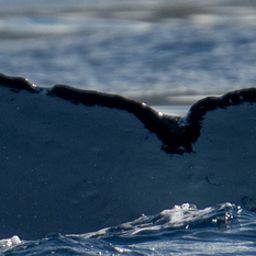 Fluke of HW-MN0443670
