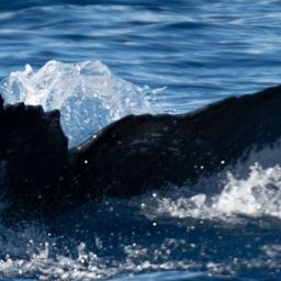 Fluke of HW-MN0443671