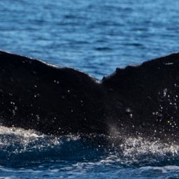 Fluke of CRC-22446