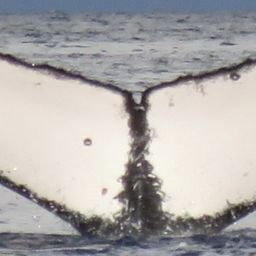 Fluke of HW-MN0443678