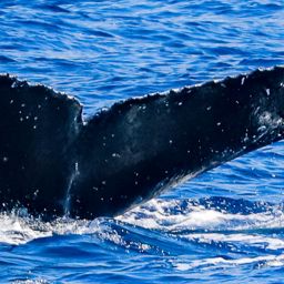 Fluke of HW-MN0443687