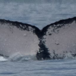 Fluke of HW-MN0443692