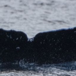 Fluke of HW-MN0443695