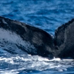 Fluke of HW-MN0443701