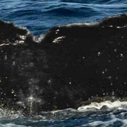 Fluke of HW-MN0443716