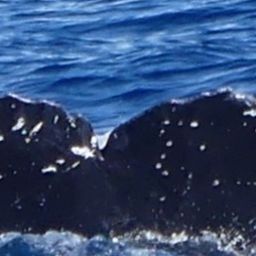 Fluke of HW-MN0443717