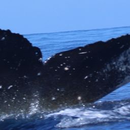 Fluke of HW-MN0443718