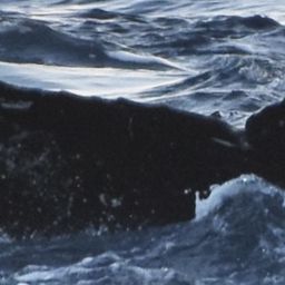 Fluke of HW-MN0443720