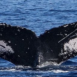 Fluke of CRC-21190
