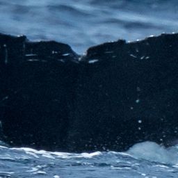 Fluke of HW-MN0443723