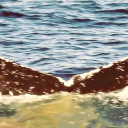 Fluke of NA-1808
