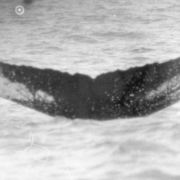 Fluke of NA-1803