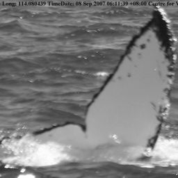 Fluke of WA2166