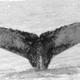 Fluke of NA-1841