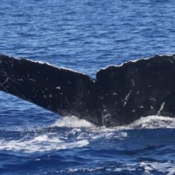 Fluke of PWF-NP_6206