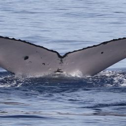 Fluke of PWF-NP_6204