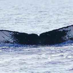 Fluke of PWF-NP_6200