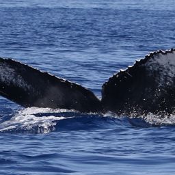 Fluke of CRC-22099