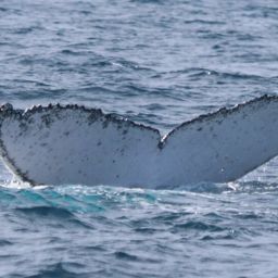 Fluke of HW-MN1103932