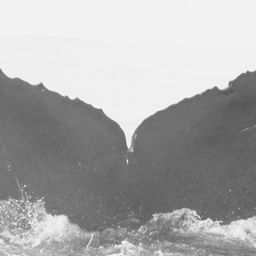 Fluke of CRC-15529