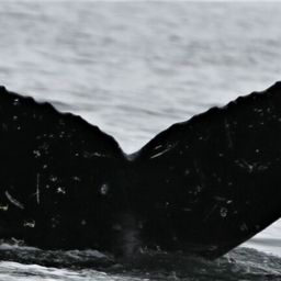 Fluke of шнобель