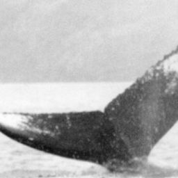 Fluke of NA-1927