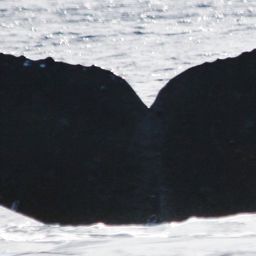 Fluke of TDI-21530