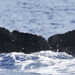 Fluke of TDI-21490